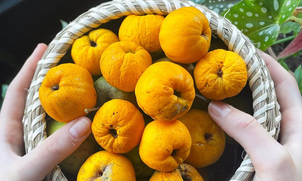 A woven basket full of shrunken, bright yellow apples held by a pair of hands.