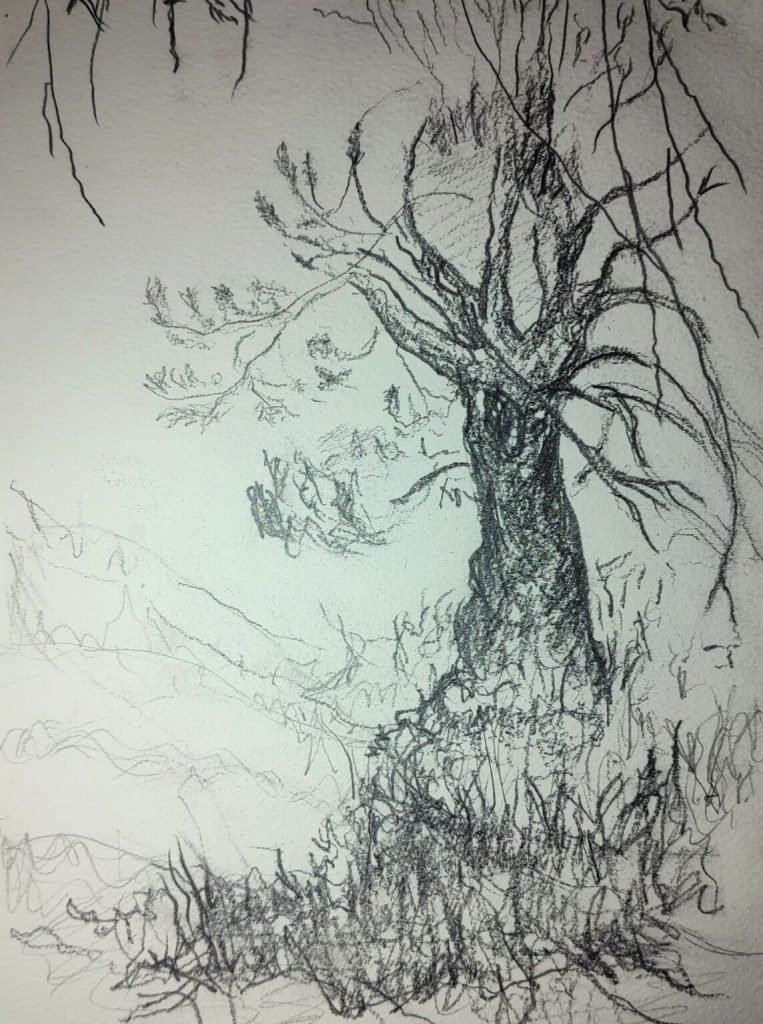 A black and white sketch of a small, gnarled tree